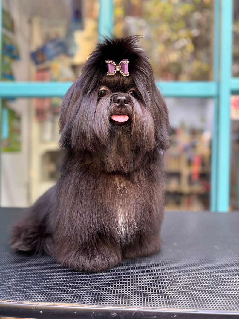 A long-coated dog freshly styled at the Pet Society studio
